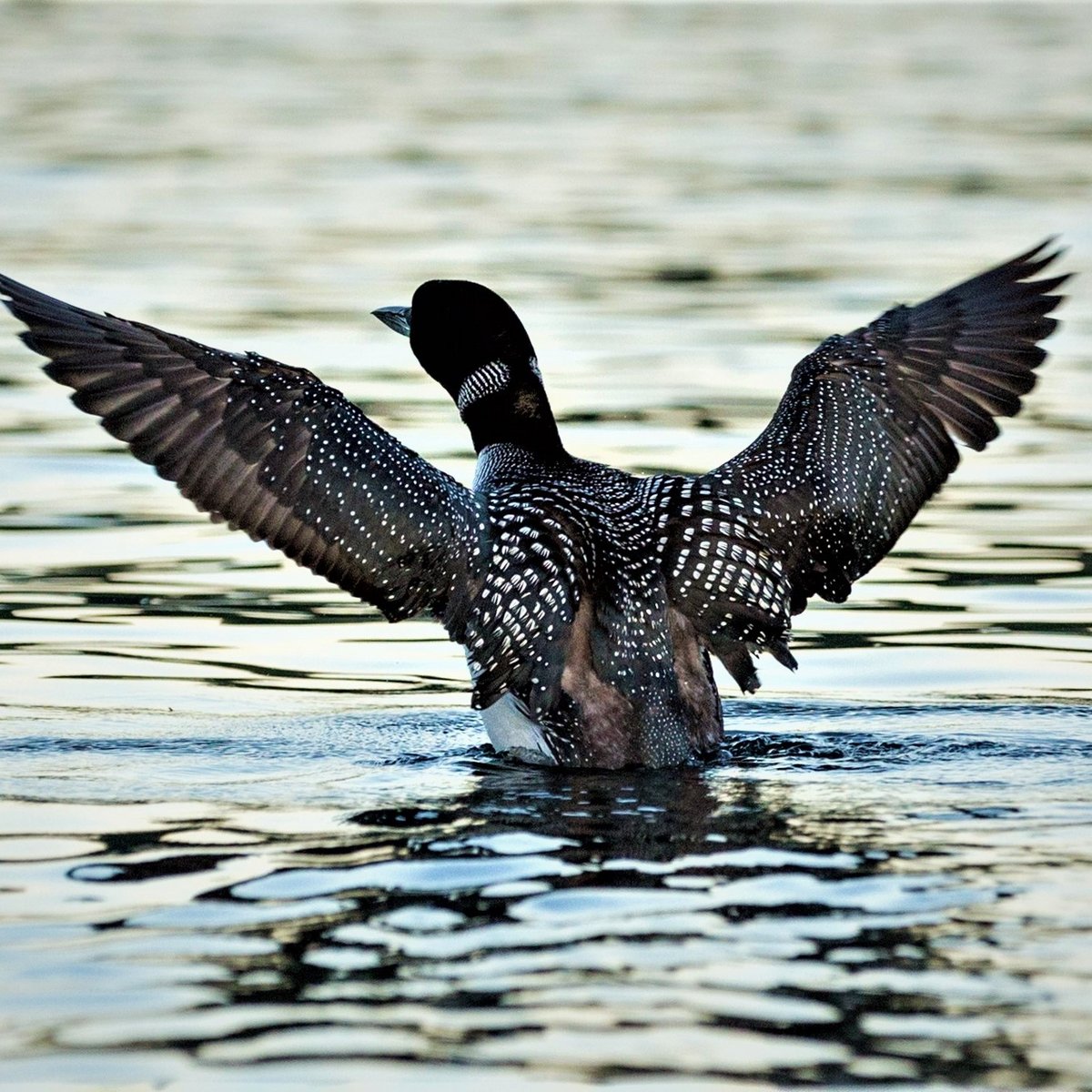 Taking Flight